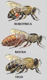 Rodina