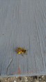 /album/ostatne/img-20160327-134636-burst001-cover-jpg/