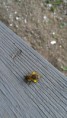 /album/ostatne/img-20160327-135246-burst001-cover-jpg/